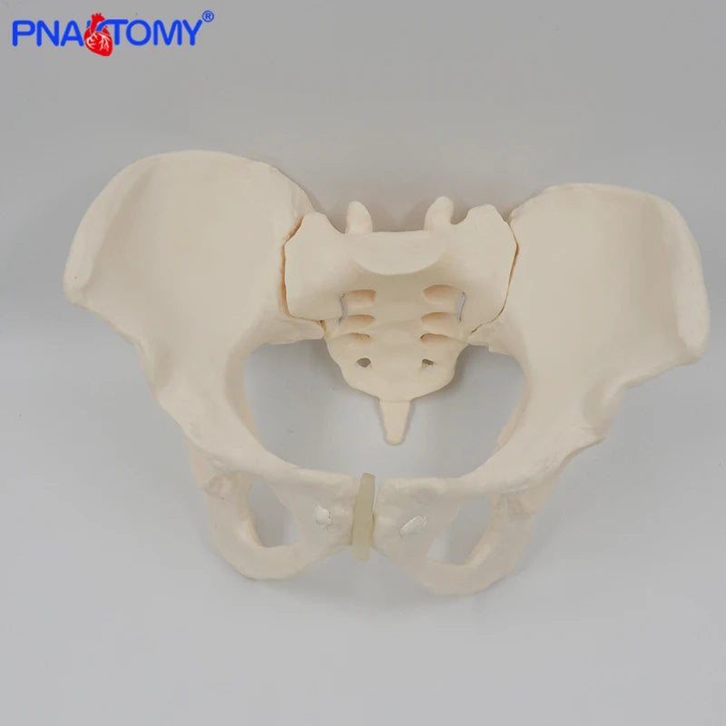Human anatomy features hip, Sacrum and tailbone Scientific female pelvis model, Movable,Elastic cord link, Life size pelvis,