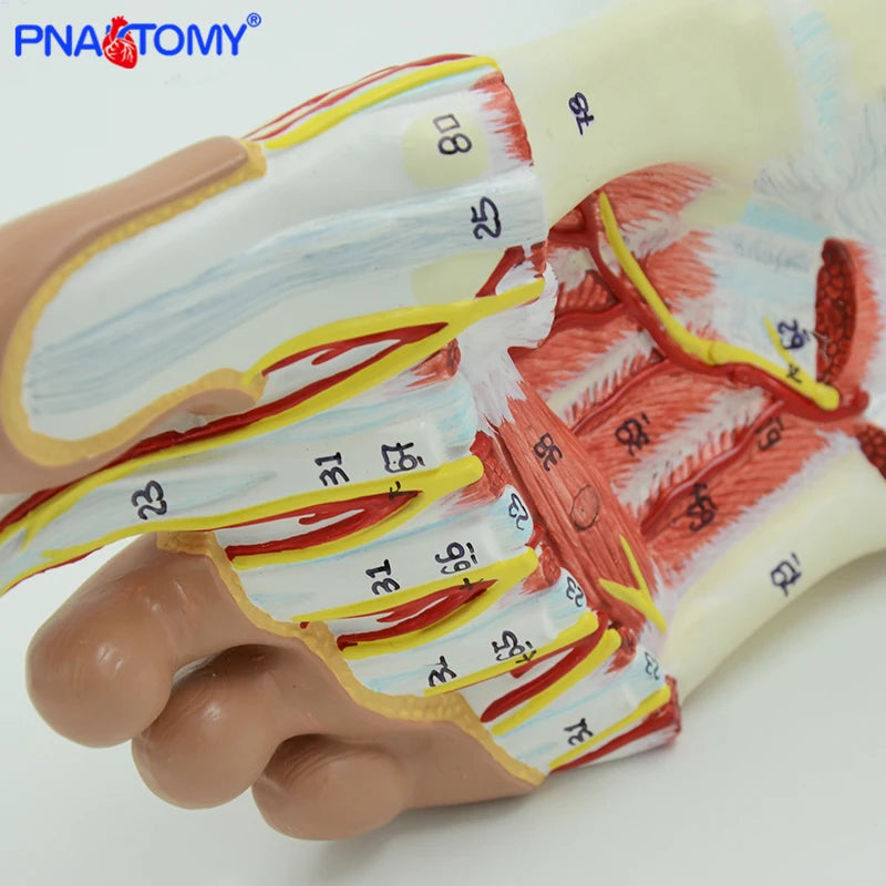 Life size human foot anatomy model leg muscle anatomical models for education medical organ artery and nervous system