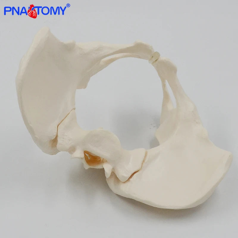 Human anatomy features hip, Sacrum and tailbone Scientific female pelvis model, Movable,Elastic cord link, Life size pelvis,