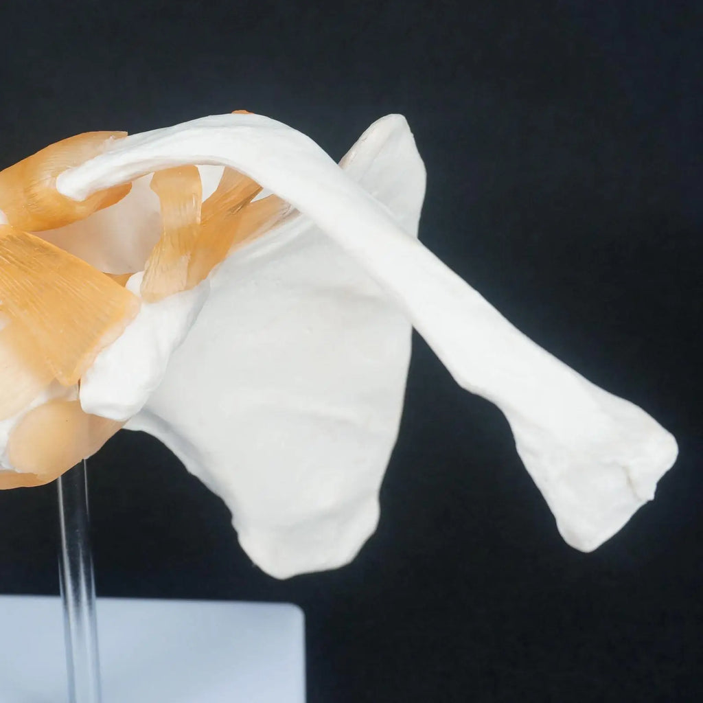 PVC Life Size Shoulder Joint Anatomical Model Skeleton Human Medical Anatomy For Medical Study