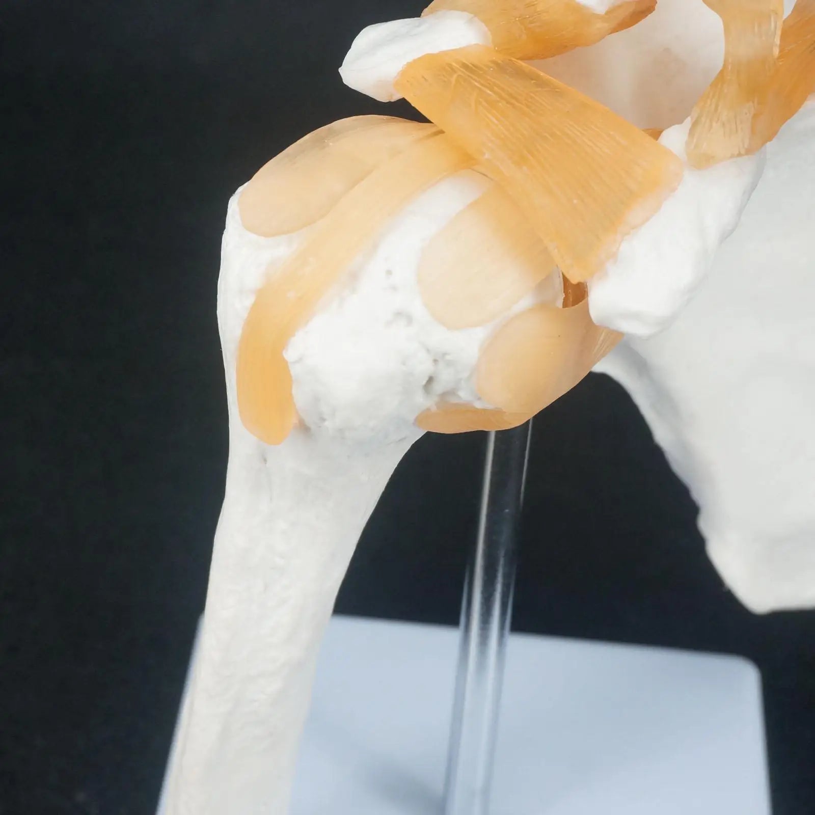 PVC Life Size Shoulder Joint Anatomical Model Skeleton Human Medical Anatomy For Medical Study