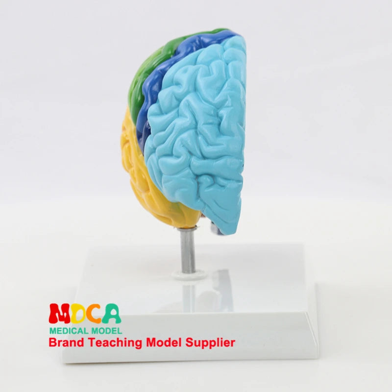 Human Half Brain Anatomy Model Life Size Colored Anatomical Brain Model Medical Teaching Tools