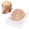 Human Life Size Brain Anatomy Model With Display Base for Lab Science Classroom Study Learning Teaching Display Model Tools