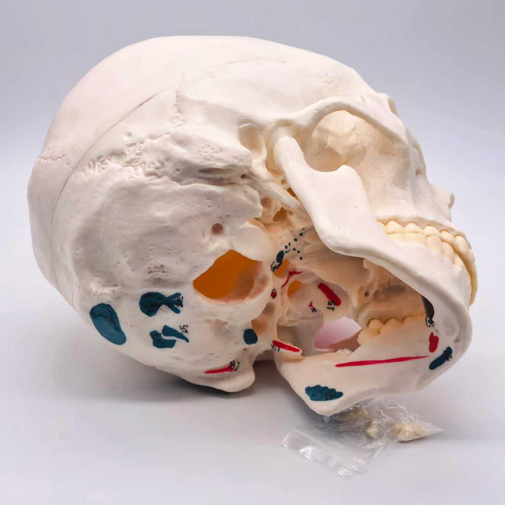 PVC Human Muscular Color Skull Model - 3 Parts Digital Indication Medical Learning Aid Life Size Anatomy Educational Tool