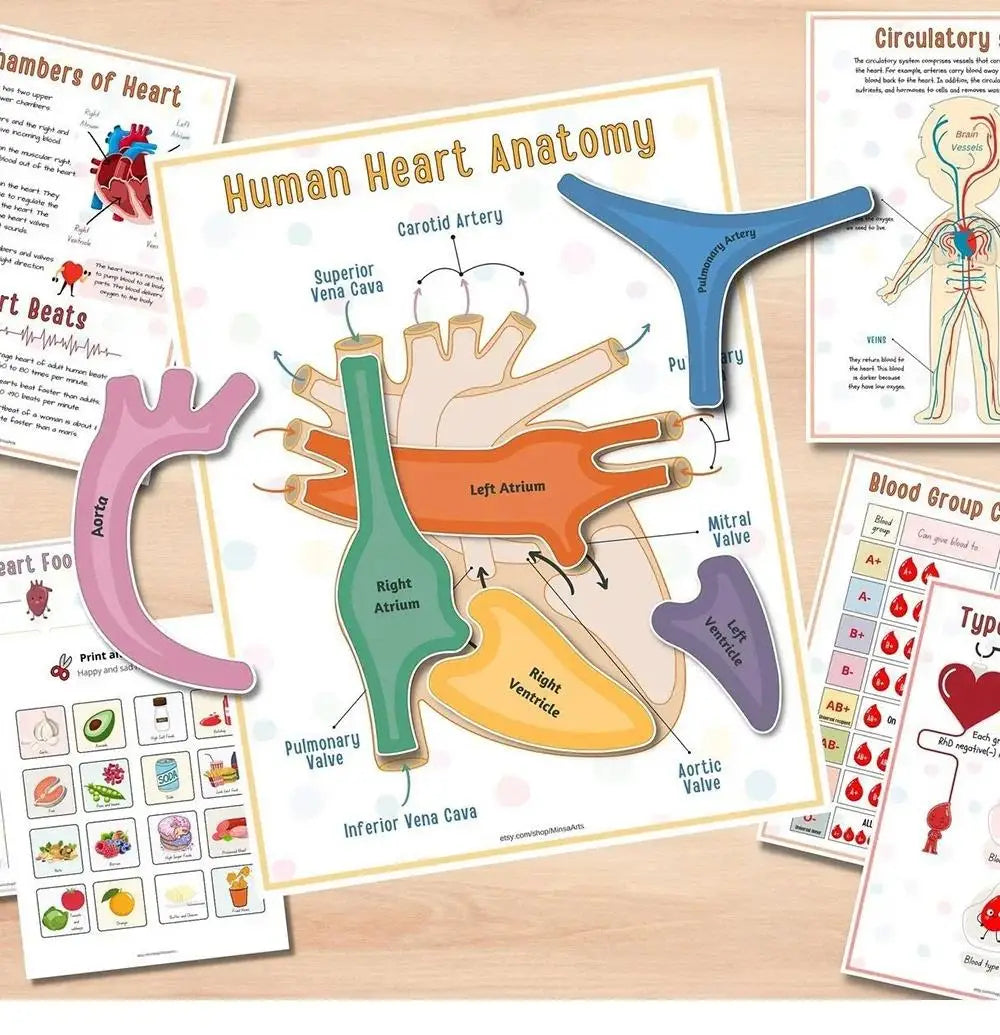 Children's Human Anatomy Busy Book - Explore the Marvels of Body Medical Enlightenment Educational Activity