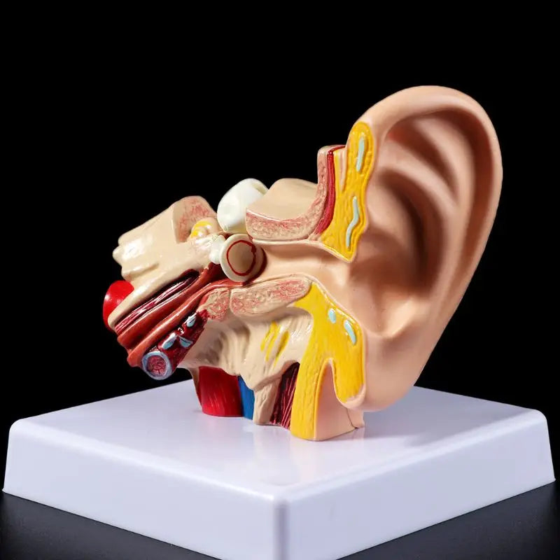 1.5 Times Life Size Human Ear Anatomy Model OrganMedical Teaching Supplies Profe