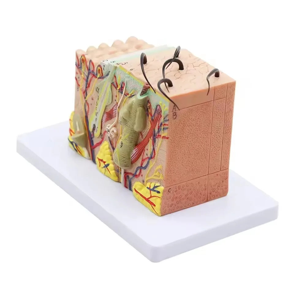 Magnify 35X Human Anatomical Skin Texture Subcutaneous Tissue Dissection Model Anatomy For Biology Medical Teaching Aids Supply