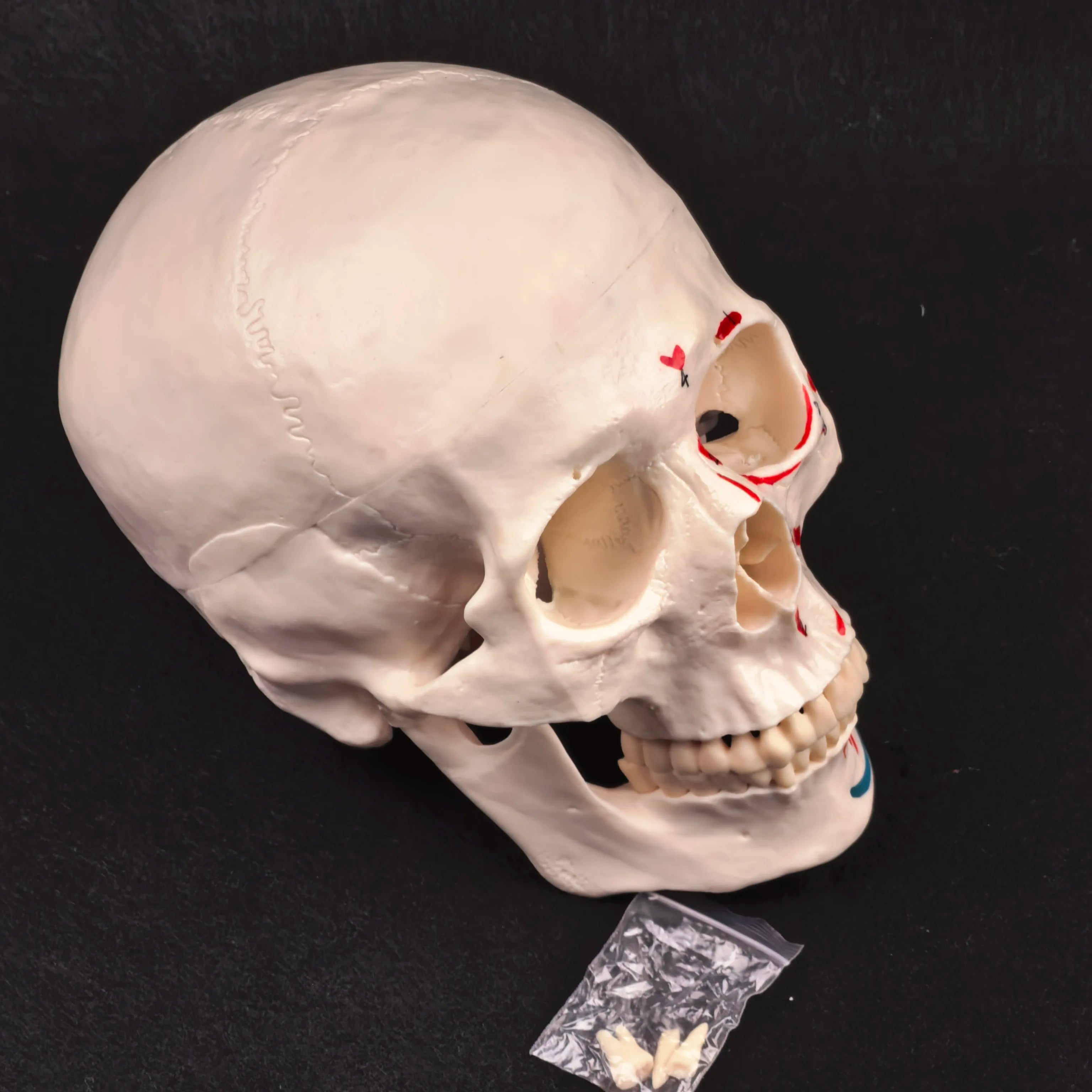 PVC Human Muscular Color Skull Model - 3 Parts Digital Indication Medical Learning Aid Life Size Anatomy Educational Tool