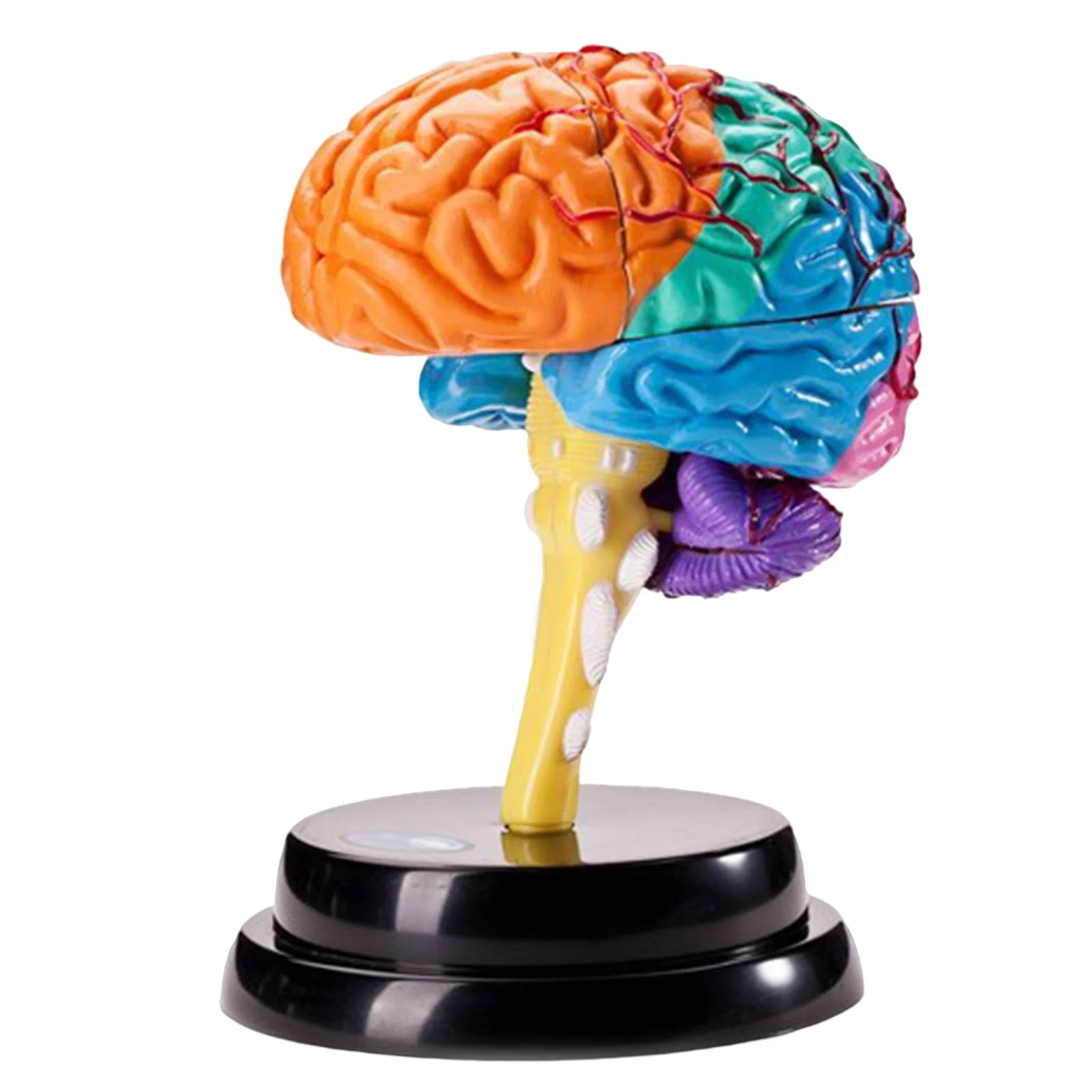 Human Brains Model Anatomy Educational Toy Brain Anatomical Models Study Display Tool 3D Teaching Model for Teaching Classroom