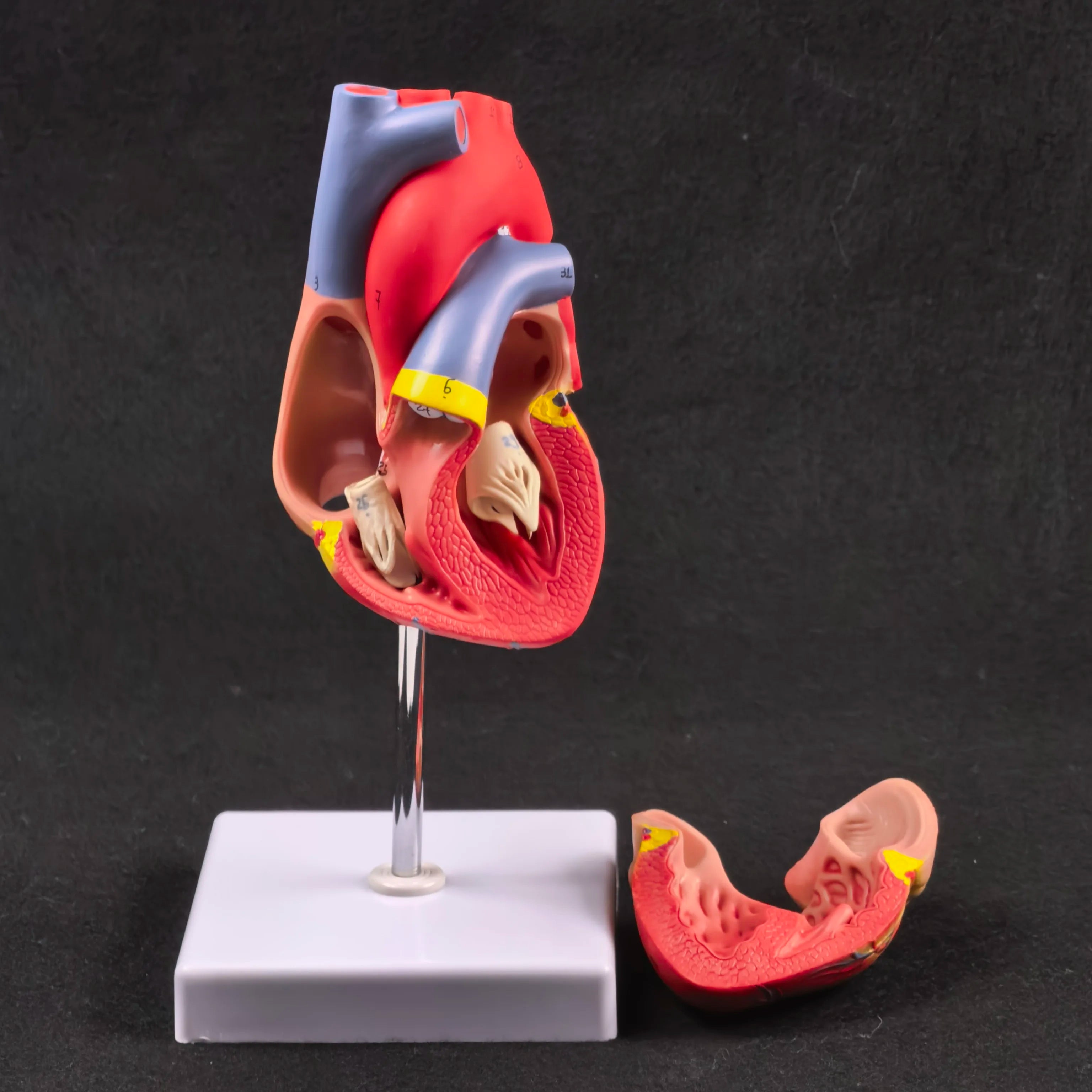 PVC 2 Part Life Size Human Heart Anatomy Model Mounted on White Base Cardiac Medical Learning high QL