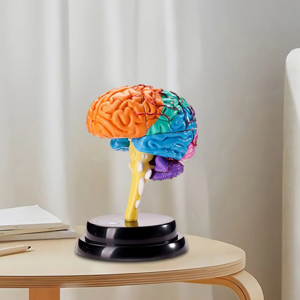 Human Brains Model Anatomy Educational Toy Brain Anatomical Models Study Display Tool 3D Teaching Model for Teaching Classroom