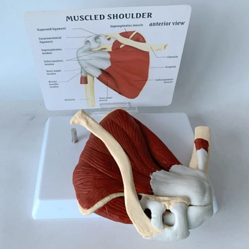 Anatomy Human Right Muscle Shoulder Joint Model With Ligment,  Office And Classroom Easy Install