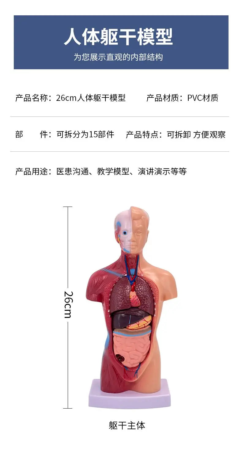 26CM Torso, Human Visceral Anatomy Model, Medical Teaching Aids, Children's Educational Detachable Medical Anatomy Model