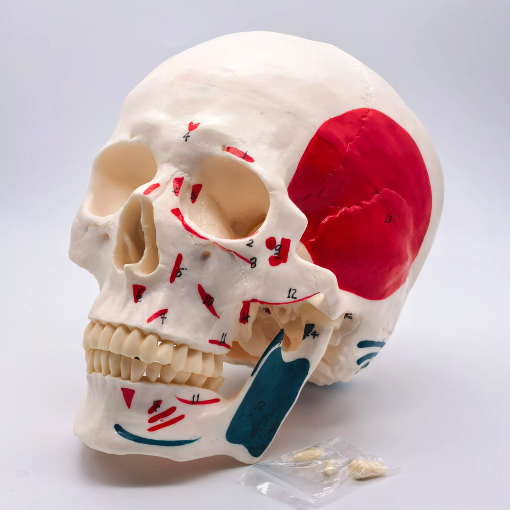 PVC Human Muscular Color Skull Model - 3 Parts Digital Indication Medical Learning Aid Life Size Anatomy Educational Tool