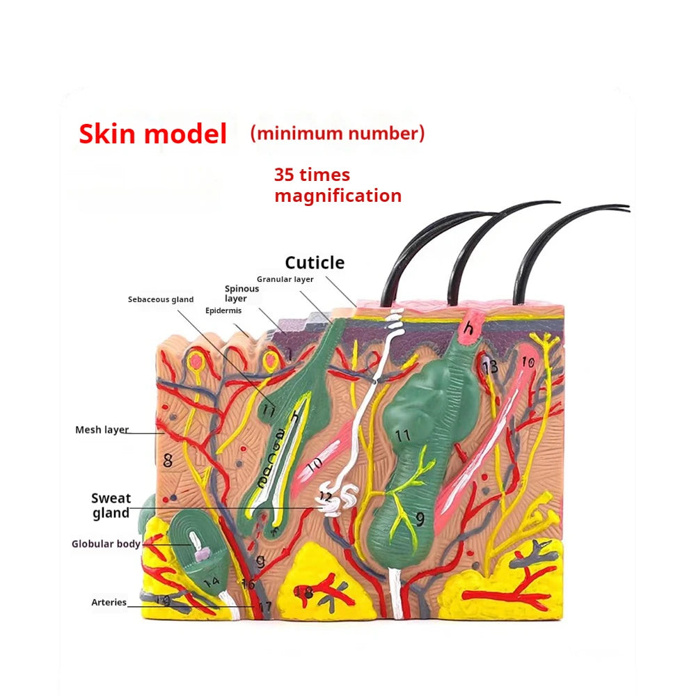 Magnify 35X Human Anatomical Skin Texture Subcutaneous Tissue Dissection Model Anatomy For Biology Medical Teaching Aids Supply