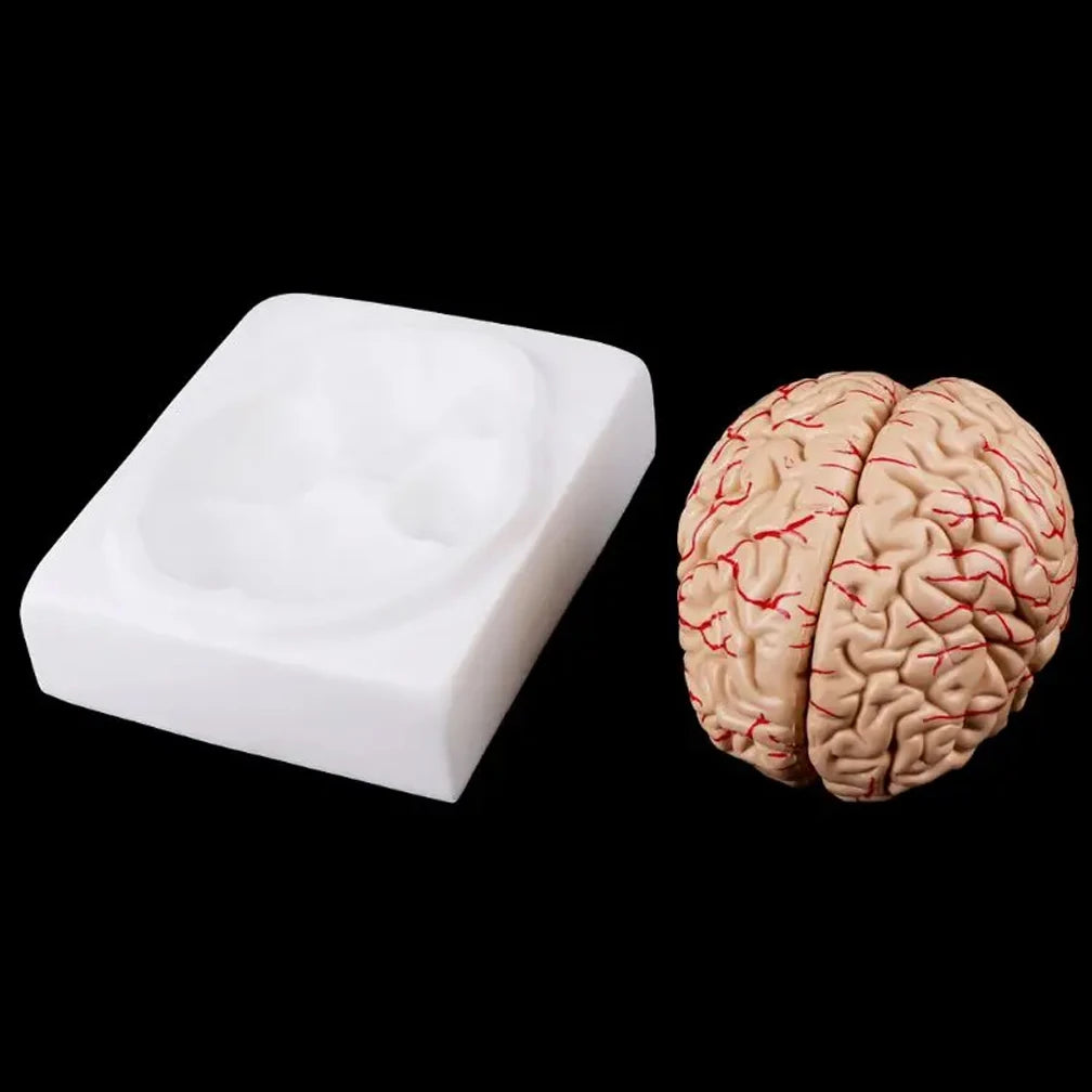 Human Life Size Brain Anatomy Model With Display Base for Lab Science Classroom Study Learning Teaching Display Model Tools