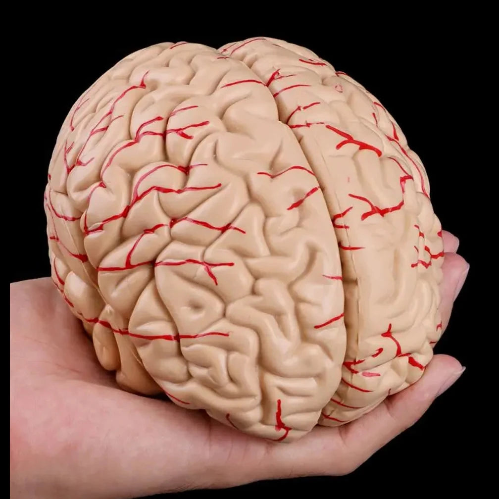 Human Life Size Brain Anatomy Model With Display Base for Lab Science Classroom Study Learning Teaching Display Model Tools
