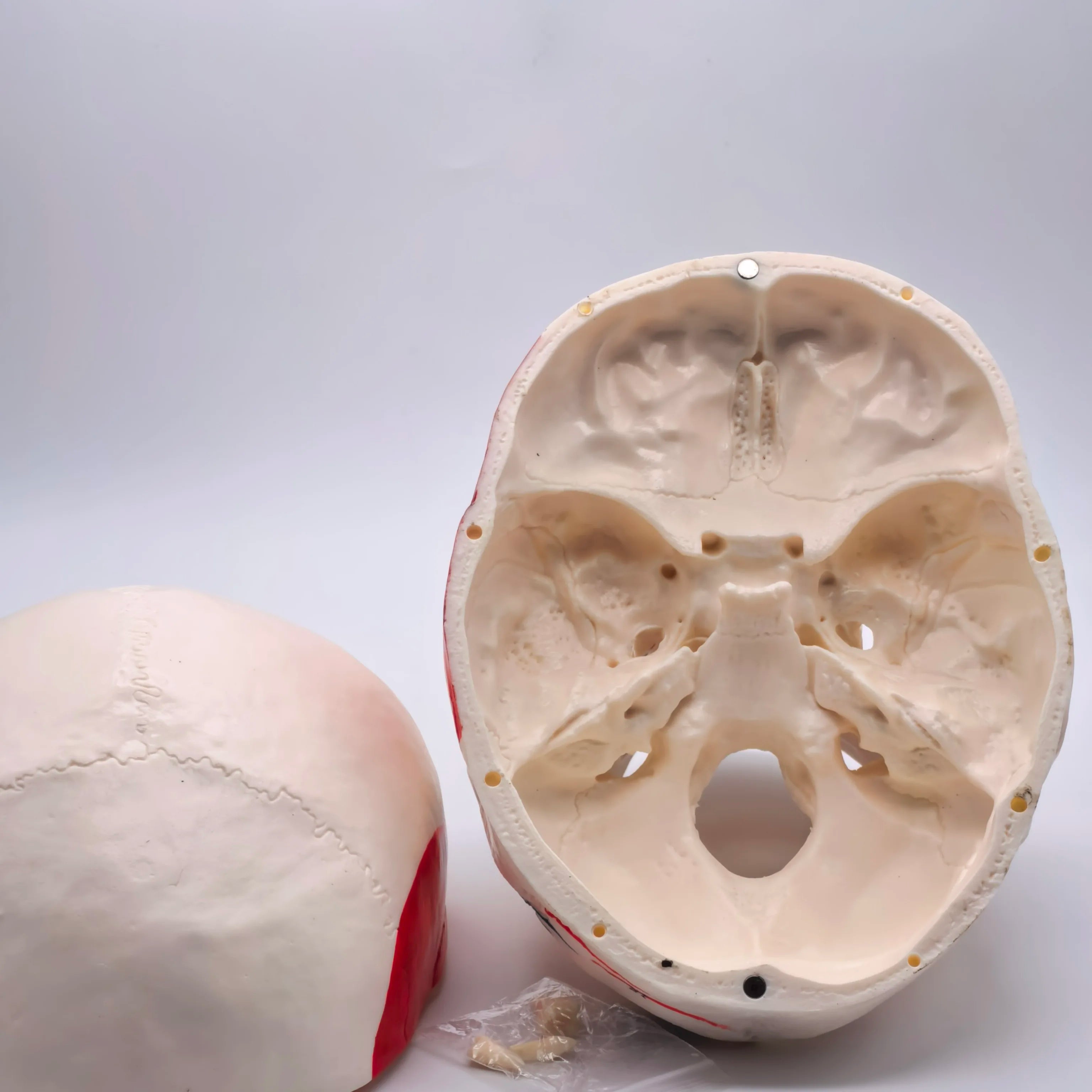 PVC Human Muscular Color Skull Model - 3 Parts Digital Indication Medical Learning Aid Life Size Anatomy Educational Tool