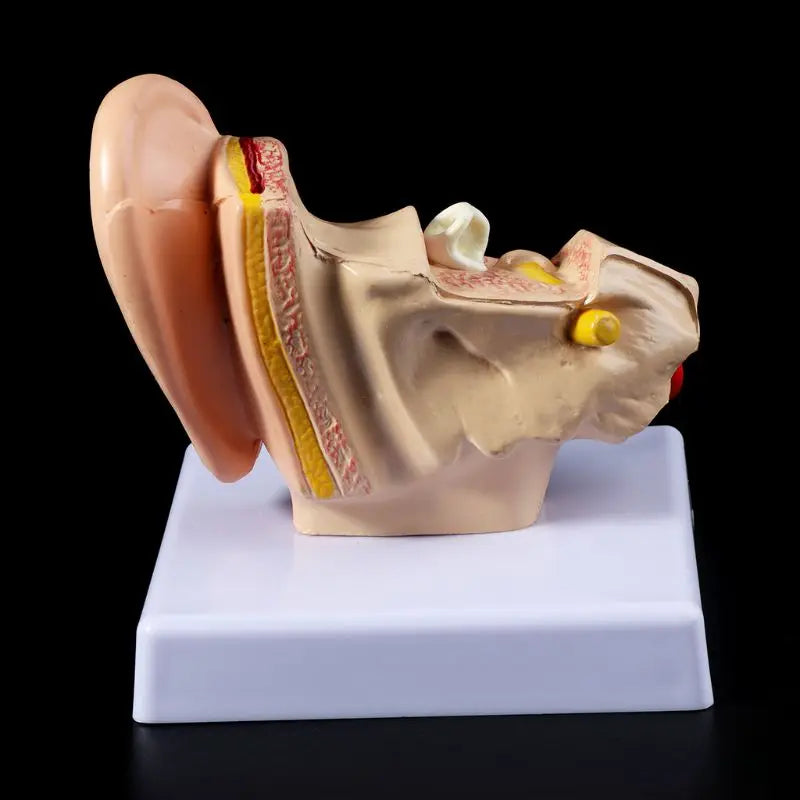 1.5 Times Life Size Human Ear Anatomy Model OrganMedical Teaching Supplies Profe