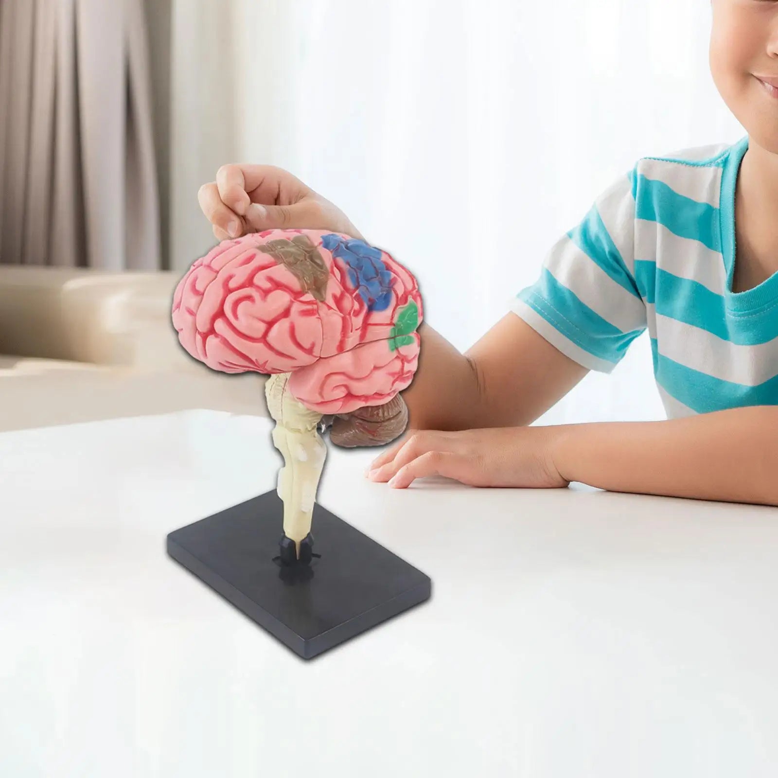 Human Brains Model Anatomy Educational Toy Brain Anatomical Models Study Display Tool 3D Teaching Model for Teaching Classroom