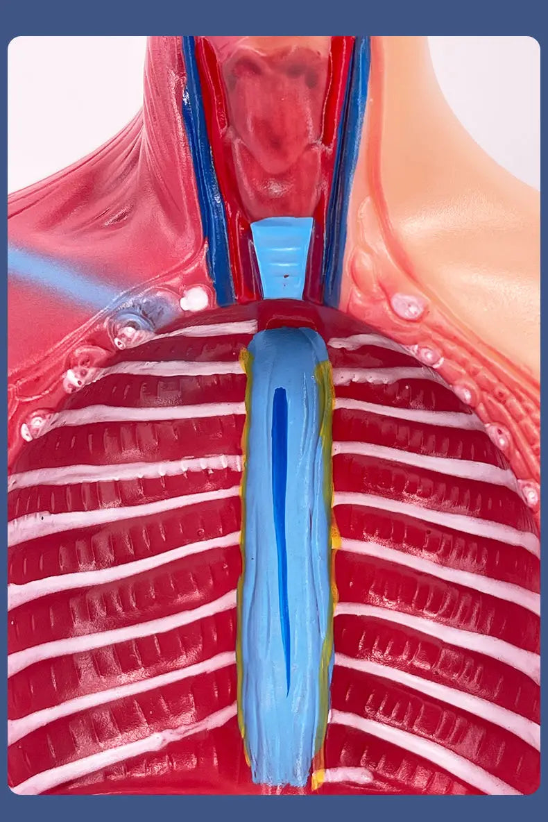 26CM Torso, Human Visceral Anatomy Model, Medical Teaching Aids, Children's Educational Detachable Medical Anatomy Model