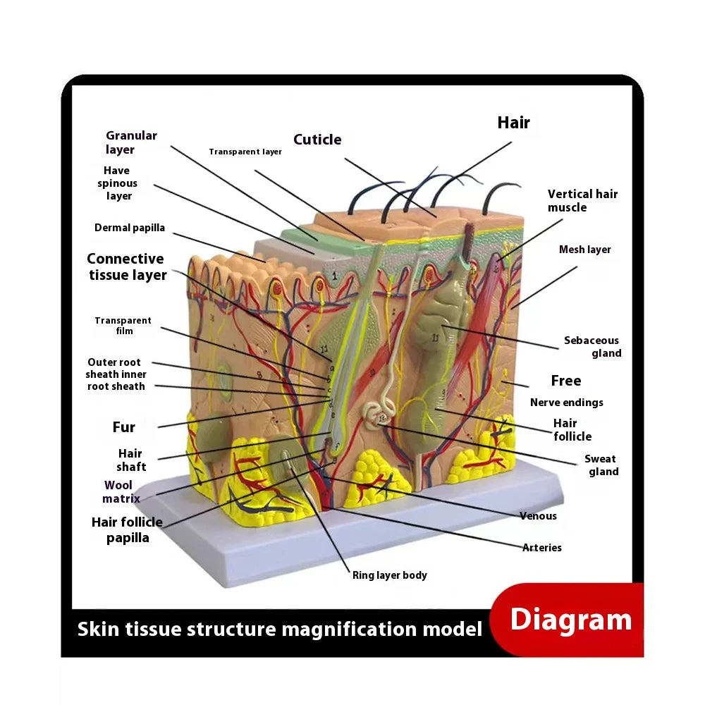 Magnify 35X Human Anatomical Skin Texture Subcutaneous Tissue Dissection Model Anatomy For Biology Medical Teaching Aids Supply