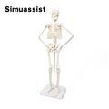 45CM Anatomical Human Detachable Skeleton Model Flexible Arms And Legs Educational Tools