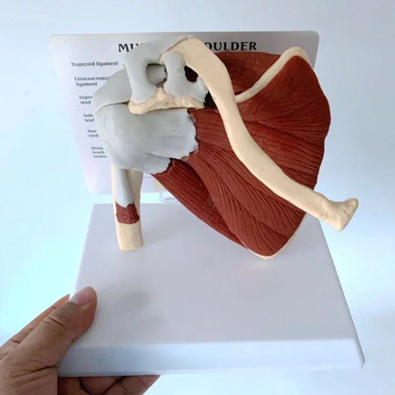 Anatomy Human Right Muscle Shoulder Joint Model With Ligment,  Office And Classroom Easy Install