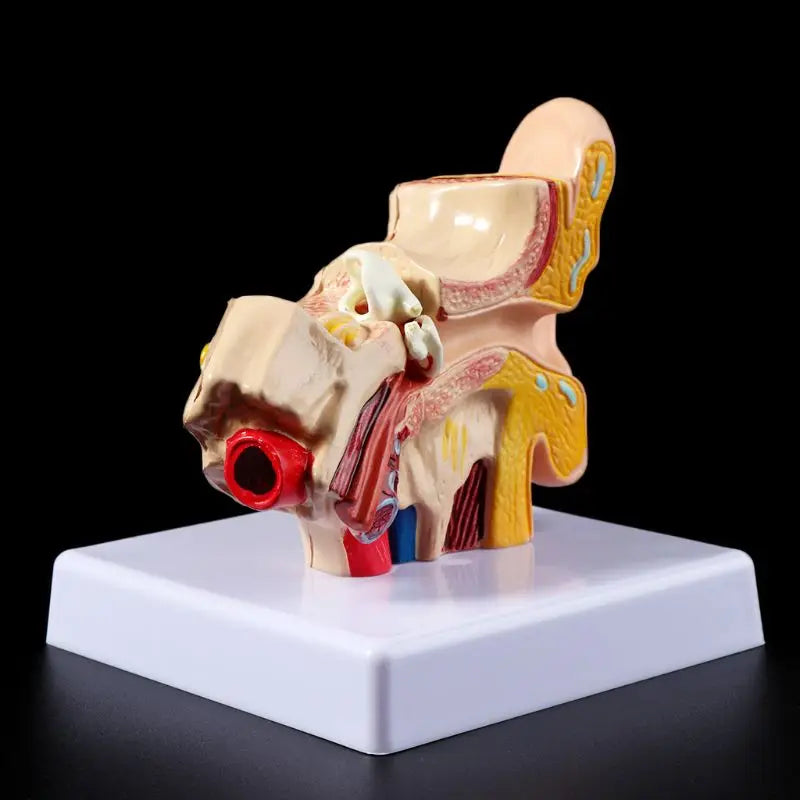 1.5 Times Life Size Human Ear Anatomy Model OrganMedical Teaching Supplies Profe
