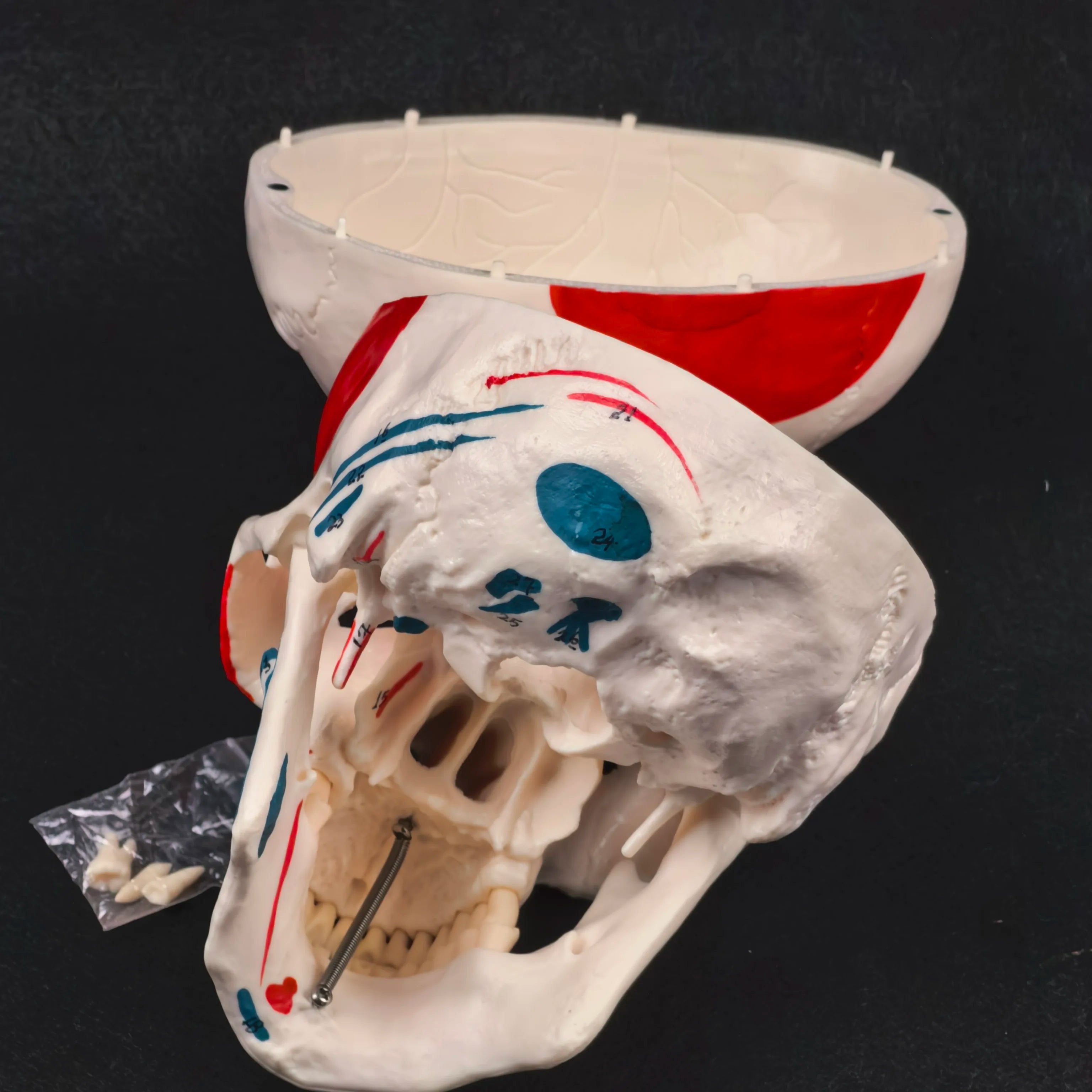 PVC Human Muscular Color Skull Model - 3 Parts Digital Indication Medical Learning Aid Life Size Anatomy Educational Tool