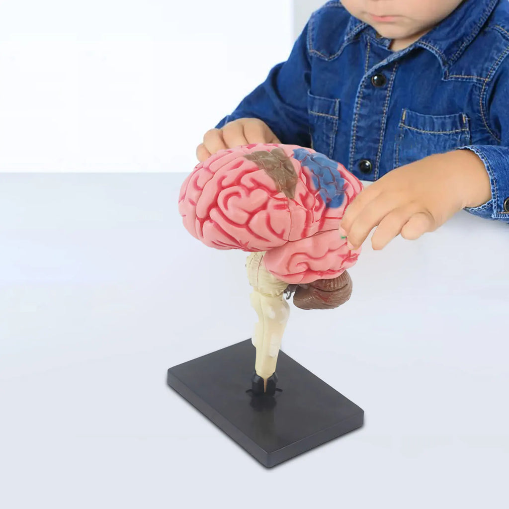 Human Brains Model Anatomy Educational Toy Brain Anatomical Models Study Display Tool 3D Teaching Model for Teaching Classroom