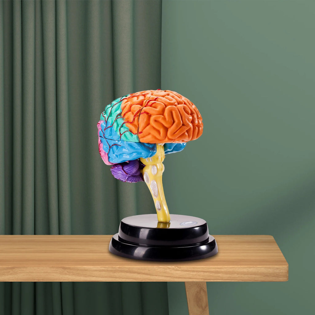 Human Brains Model Anatomy Educational Toy Brain Anatomical Models Study Display Tool 3D Teaching Model for Teaching Classroom