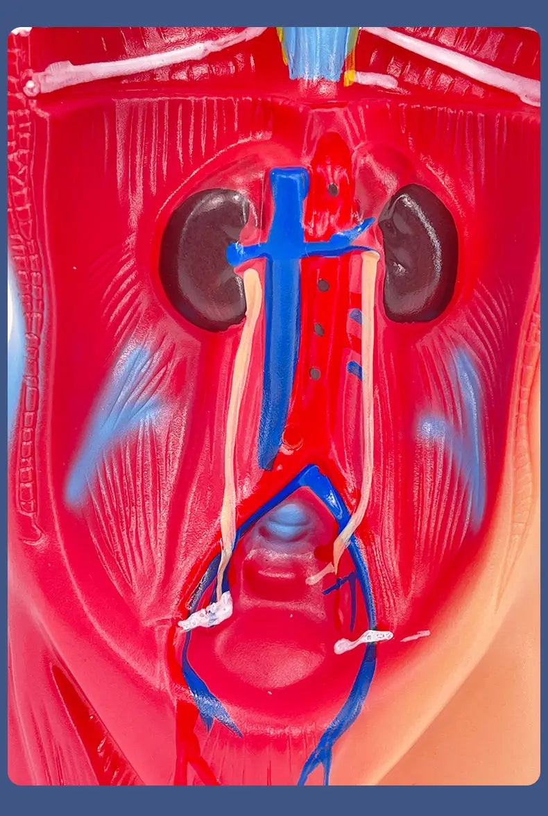 26CM Torso, Human Visceral Anatomy Model, Medical Teaching Aids, Children's Educational Detachable Medical Anatomy Model