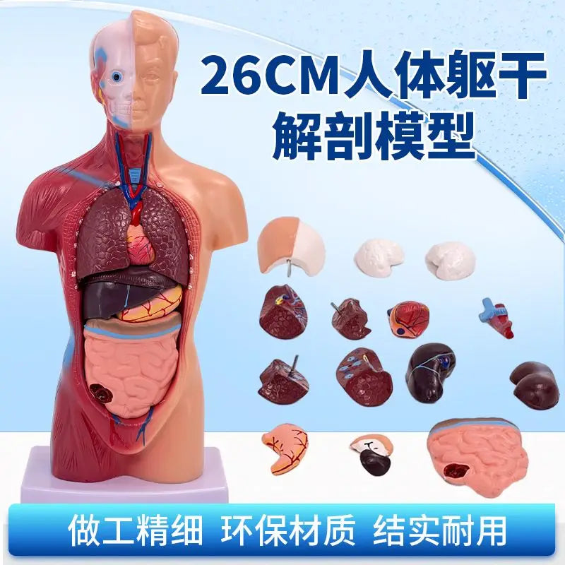 26CM Torso, Human Visceral Anatomy Model, Medical Teaching Aids, Children's Educational Detachable Medical Anatomy Model
