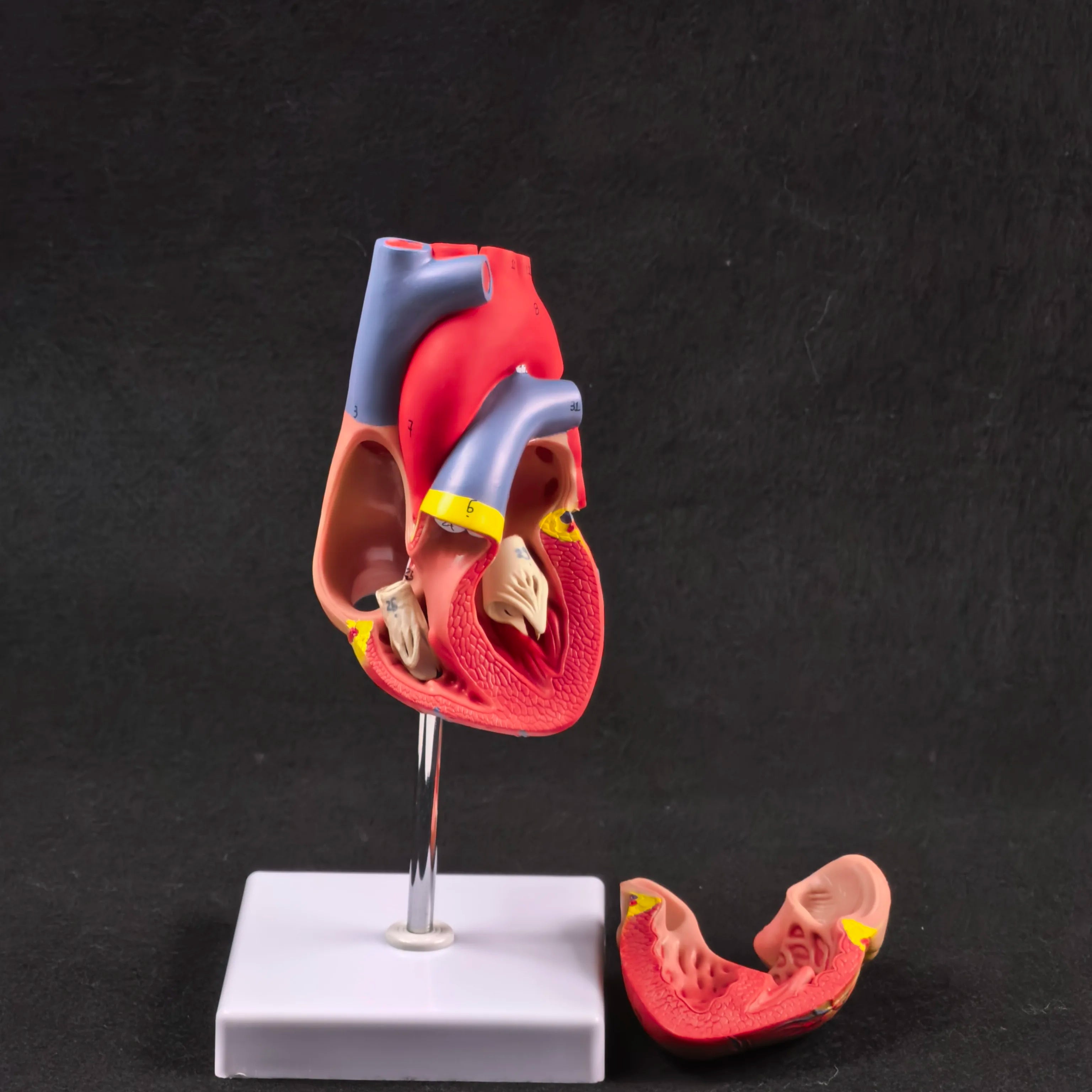 PVC 2 Part Life Size Human Heart Anatomy Model Mounted on White Base Cardiac Medical Learning high QL