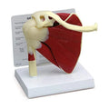 Anatomy Human Right Muscle Shoulder Joint Model With Ligment,  Office And Classroom Easy Install