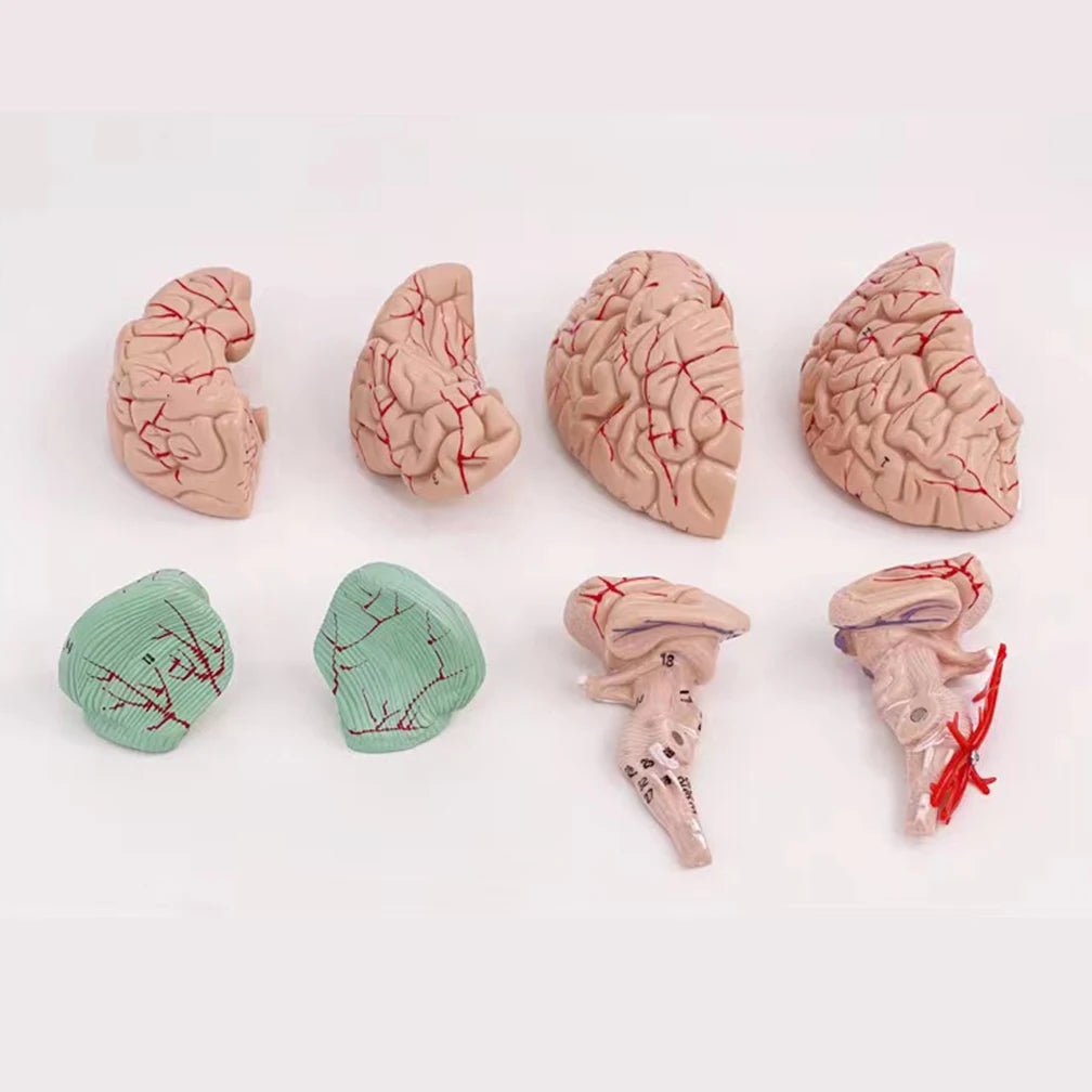 Human Life Size Brain Anatomy Model With Display Base for Lab Science Classroom Study Learning Teaching Display Model Tools