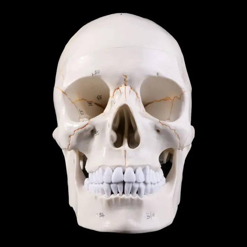 Life Size Human Skull Model Anatomical Anatomy Medical Teaching Skeleton Head Studying Teaching Supplies