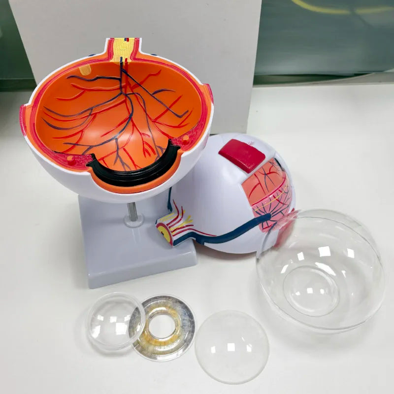 Human  Anatomy Magnified 6 Times Eye Model  School Teaching Supplies Tool