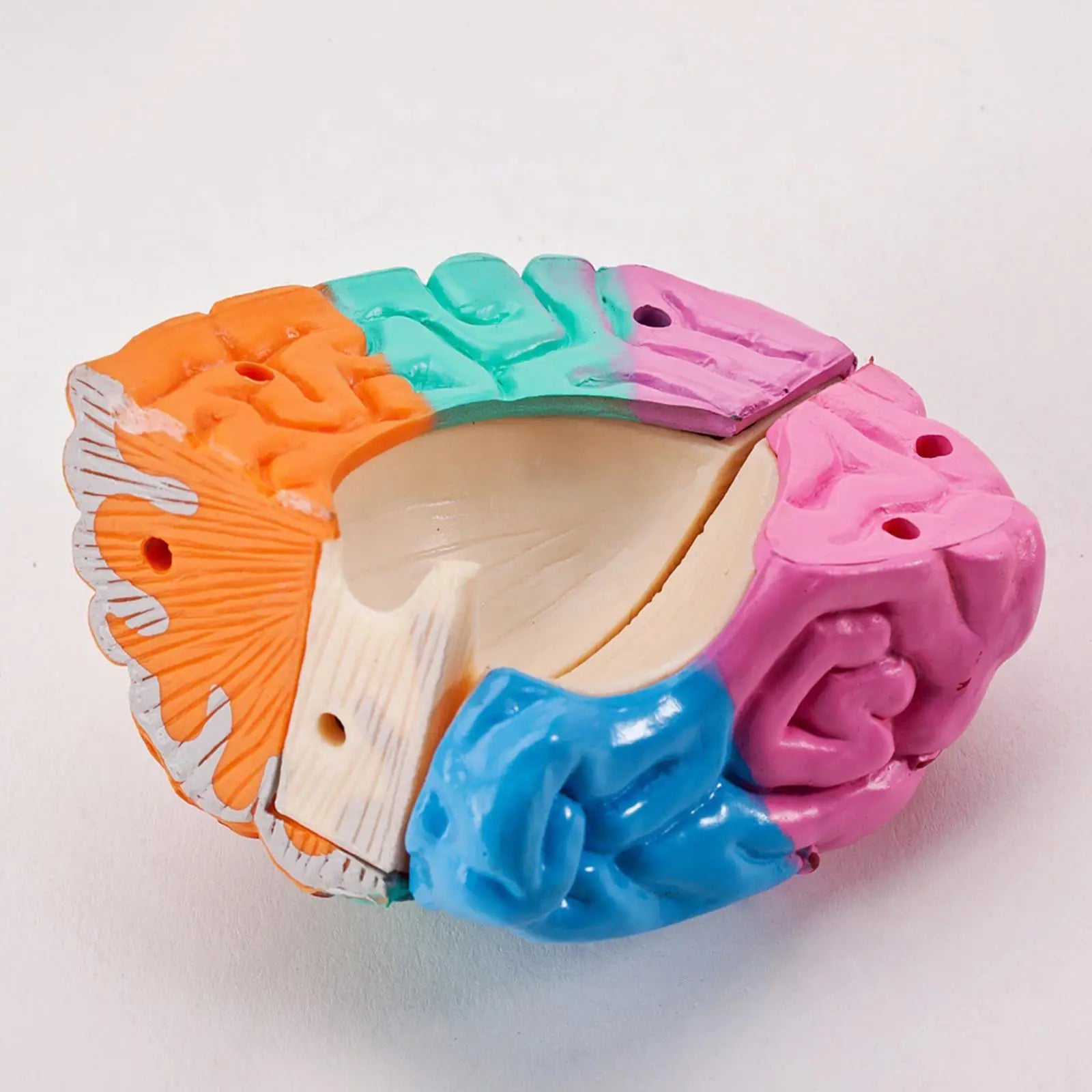 Human Brains Model Anatomy Educational Toy Brain Anatomical Models Study Display Tool 3D Teaching Model for Teaching Classroom