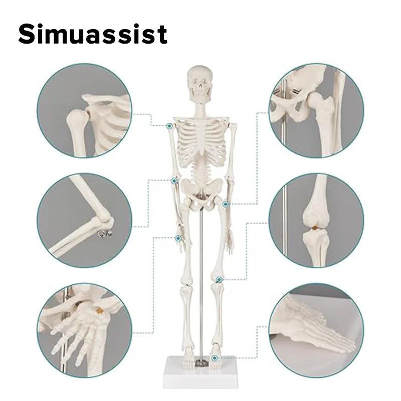 45CM Anatomical Human Detachable Skeleton Model Flexible Arms And Legs Educational Tools