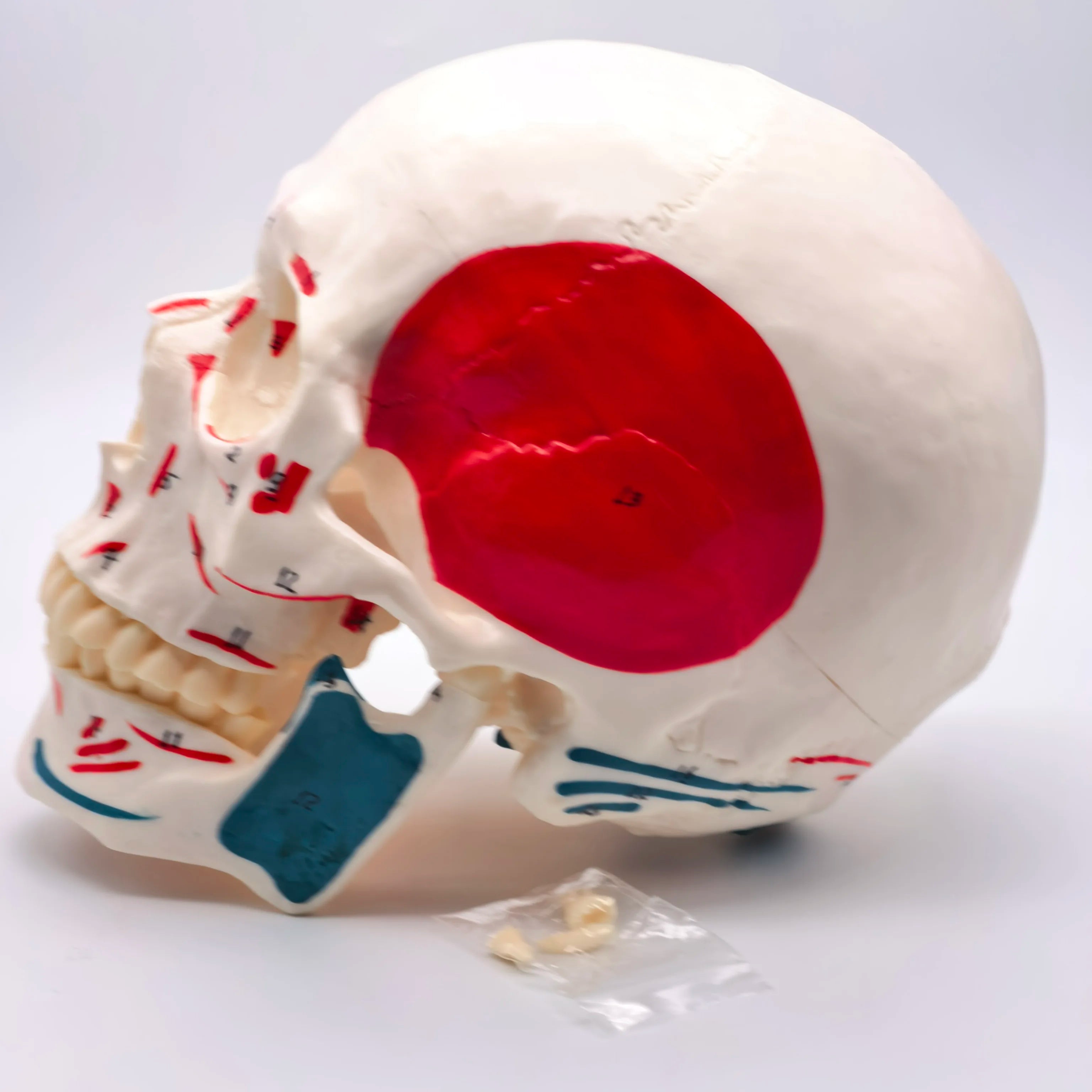 PVC Human Muscular Color Skull Model - 3 Parts Digital Indication Medical Learning Aid Life Size Anatomy Educational Tool