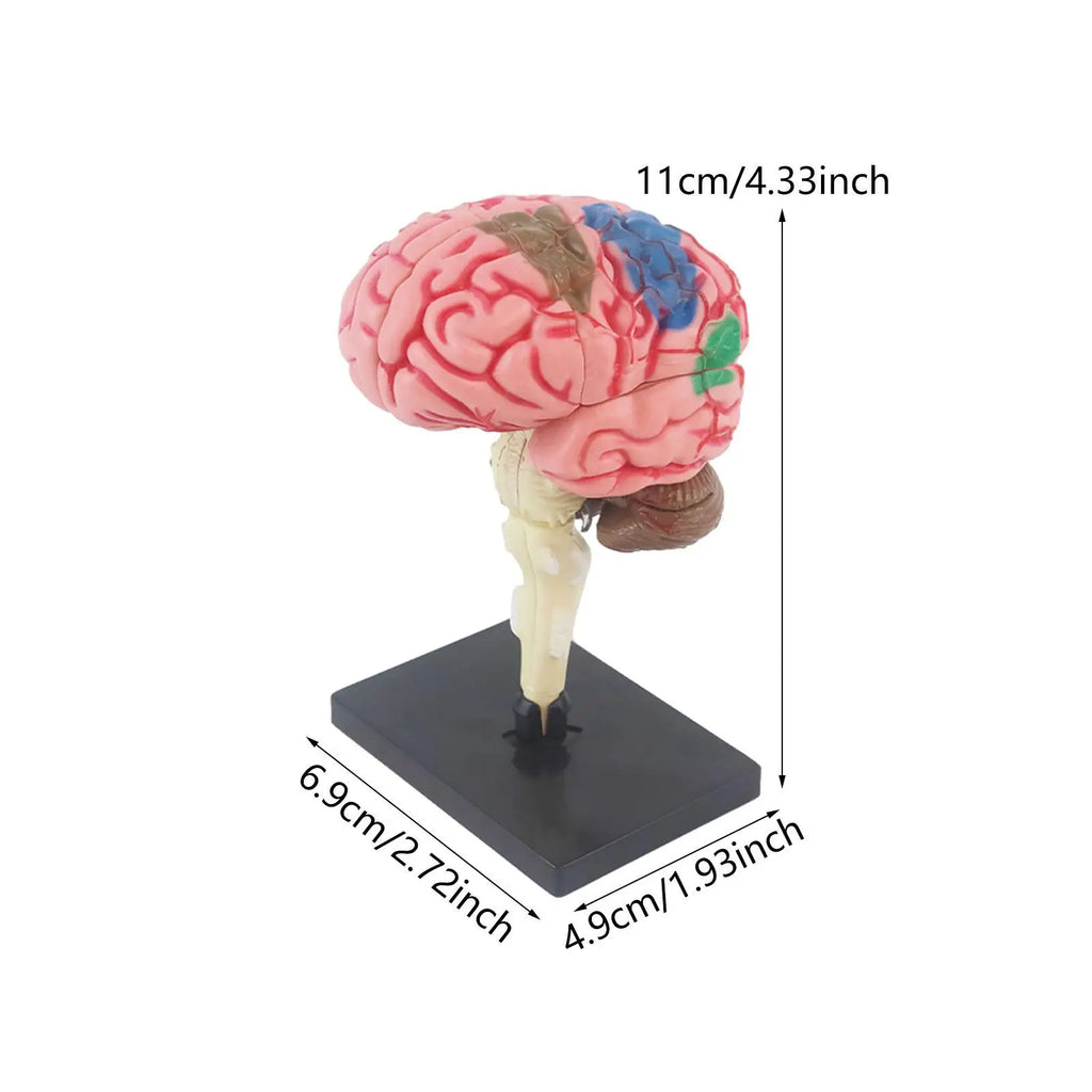 Human Brains Model Anatomy Educational Toy Brain Anatomical Models Study Display Tool 3D Teaching Model for Teaching Classroom