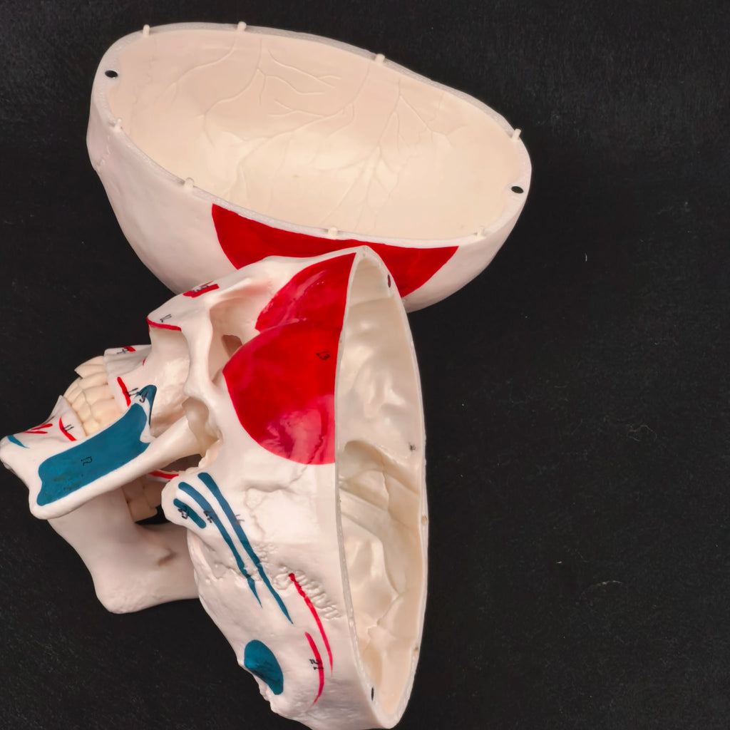 PVC Human Muscular Color Skull Model - 3 Parts Digital Indication Medical Learning Aid Life Size Anatomy Educational Tool