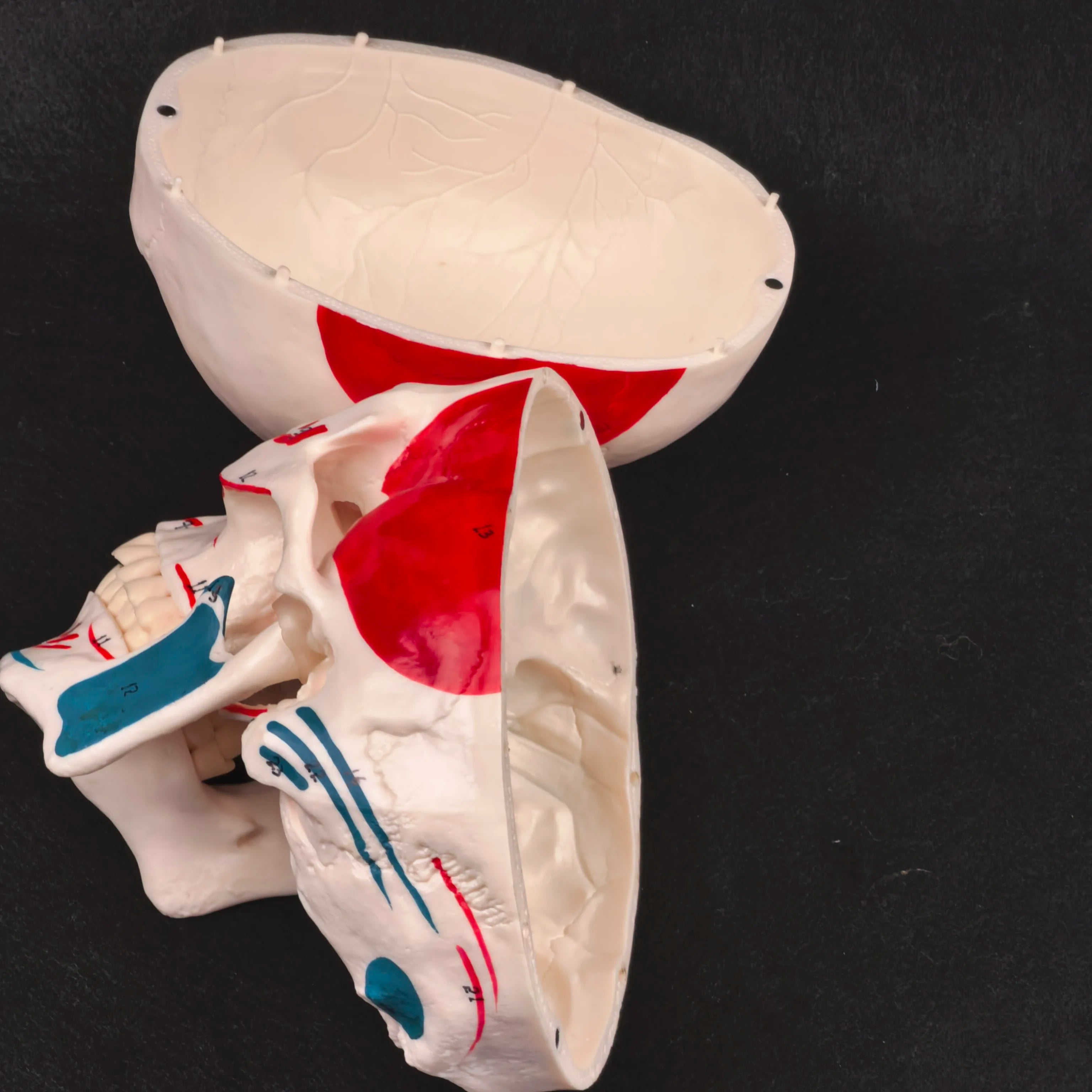 PVC Human Muscular Color Skull Model - 3 Parts Digital Indication Medical Learning Aid Life Size Anatomy Educational Tool