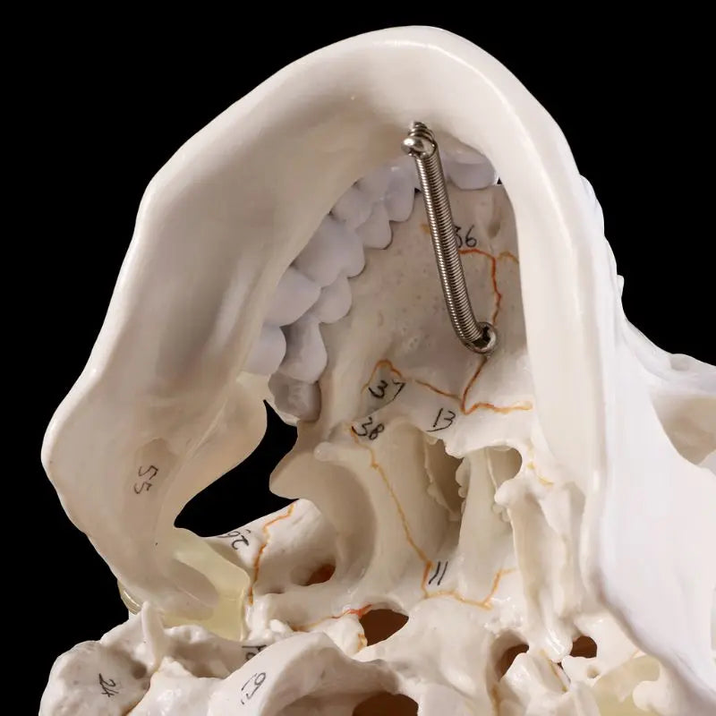 Life Size Human Skull Model Anatomical Anatomy Medical Teaching Skeleton Head Studying Teaching Supplies