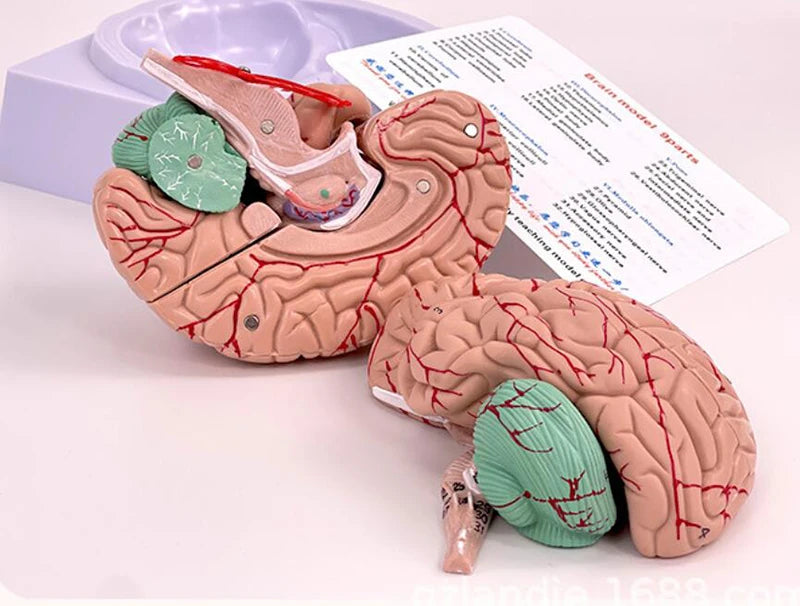 Medical Props Model 8- Parts Disassembled Anatomical Human Accurate Brain Model Anatomy Structure For Medical Teaching Tool