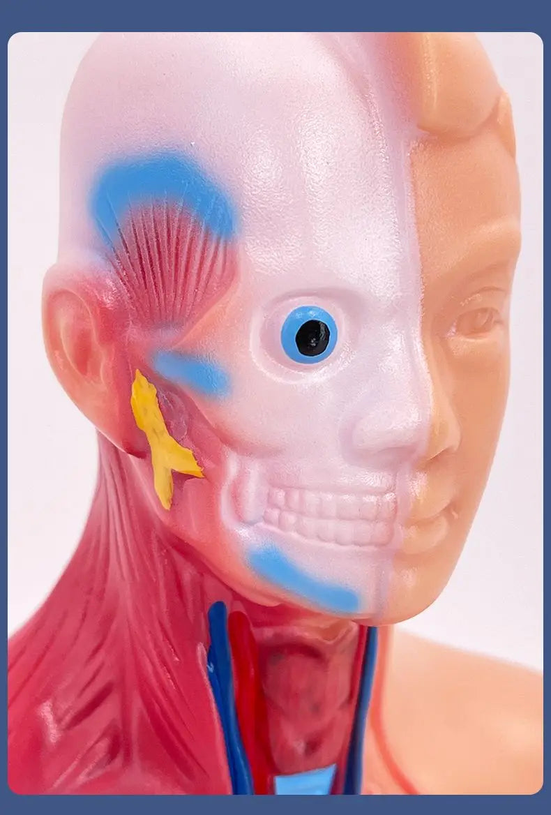 26CM Torso, Human Visceral Anatomy Model, Medical Teaching Aids, Children's Educational Detachable Medical Anatomy Model