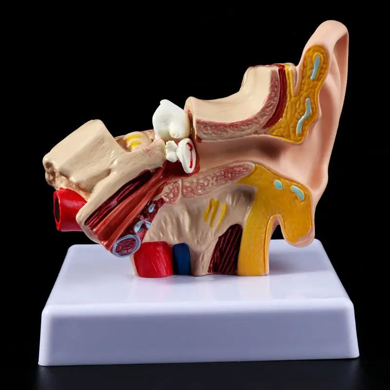 1.5 Times Life Size Human Ear Anatomy Model OrganMedical Teaching Supplies Profe