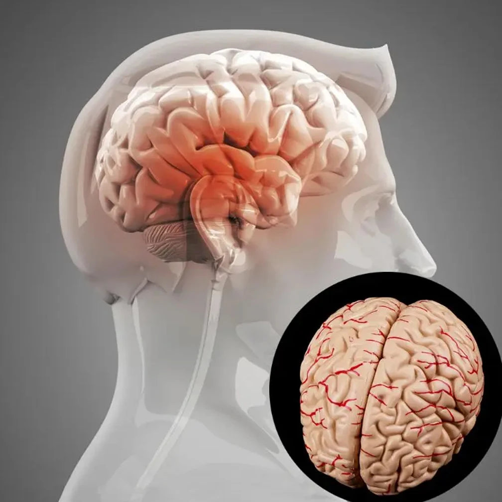 Human Life Size Brain Anatomy Model With Display Base for Lab Science Classroom Study Learning Teaching Display Model Tools